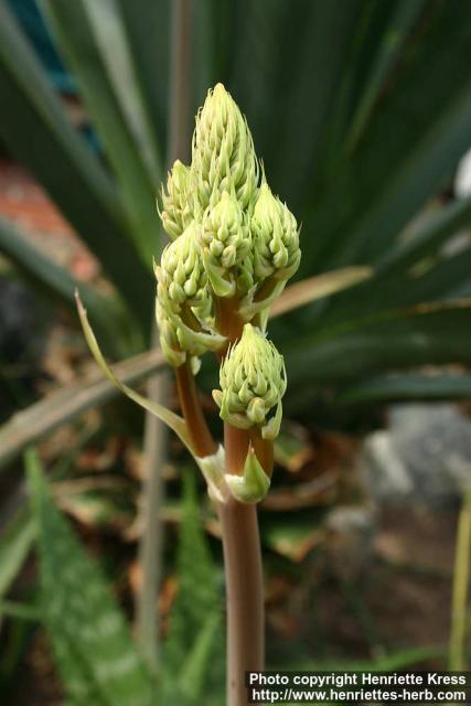 Photo: Aloe maculata 09.