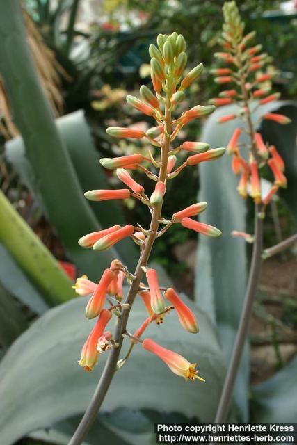 Photo: Aloe grandidentata 4.