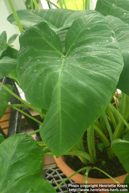 Photo: Alocasia 0.