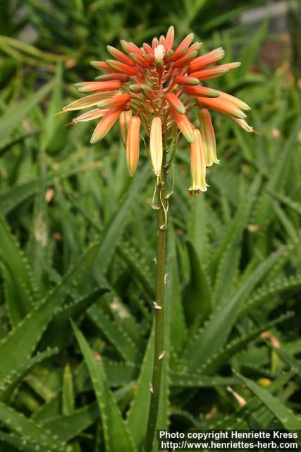 Photo: Aloe ciliaris 1.