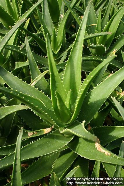 Photo: Aloe ciliaris 2.