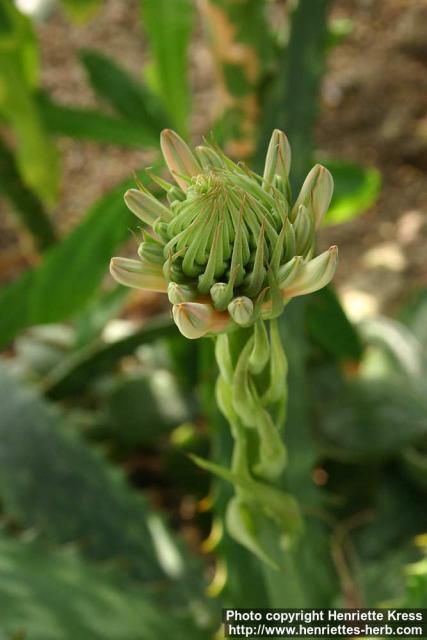 Photo: Aloe greatheadii 3.