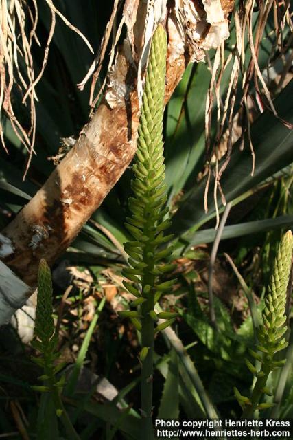 Photo: Aloe vera 13.