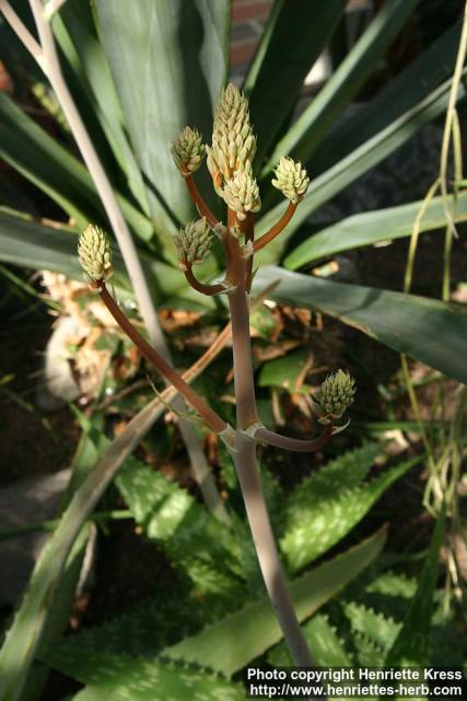 Photo: Aloe maculata 11.