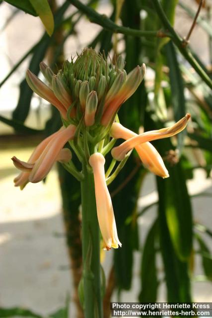 Photo: Aloe greatheadii 4.