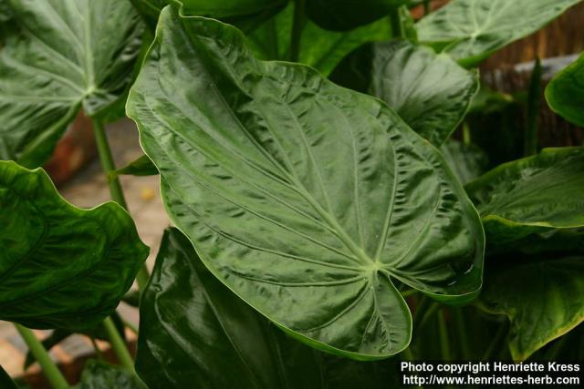 Photo: Alocasia cucullata 0.