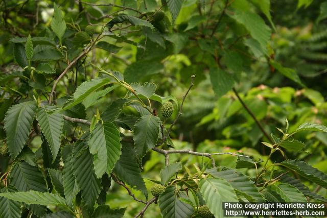 Photo: Alnus japonica 3.