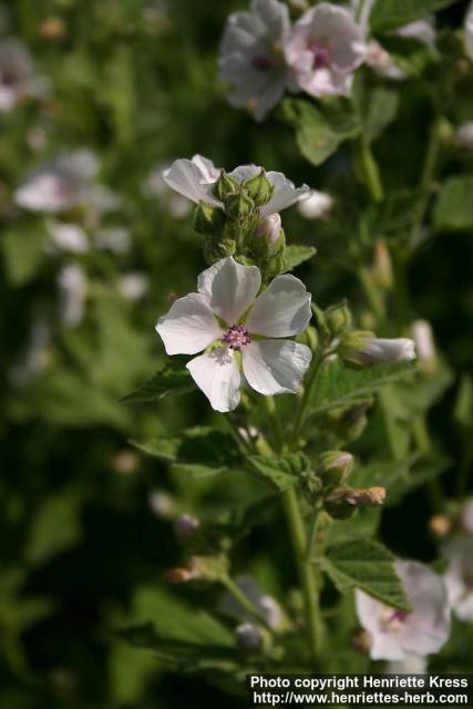 Photo: Althaea officinalis 13.