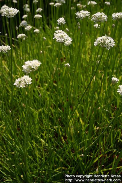 Photo: Allium tuberosum 10.