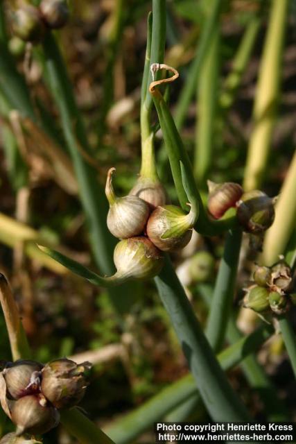 Photo: Allium x proliferum 3.