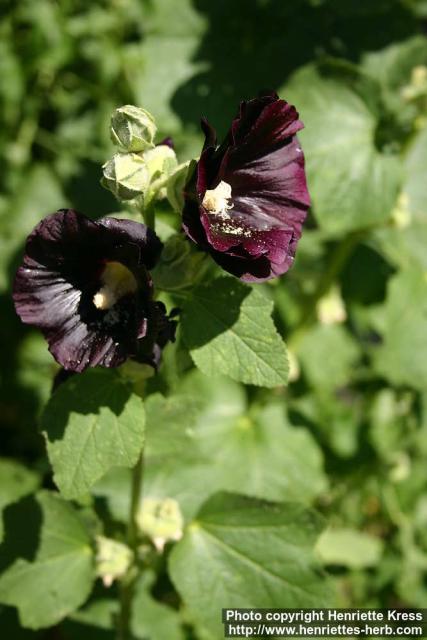 Photo: Alcea rosea 18.