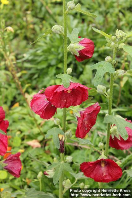 Photo: Alcea rosea 20.