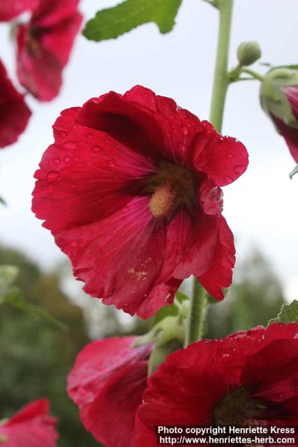 Photo: Alcea rosea 21.