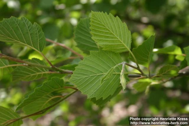 Photo: Alnus incana 10.