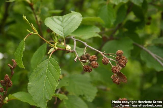 Photo: Alnus viridis 0.