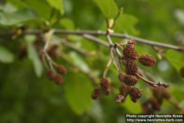 Photo: Alnus viridis 1.