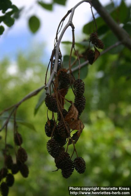 Photo: Alnus maximowiczii 1.