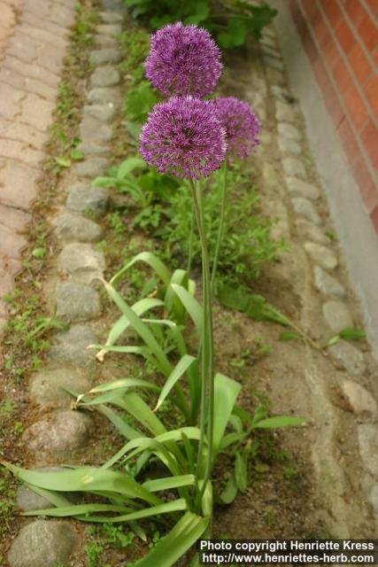 Photo: Allium aflatunense 3.