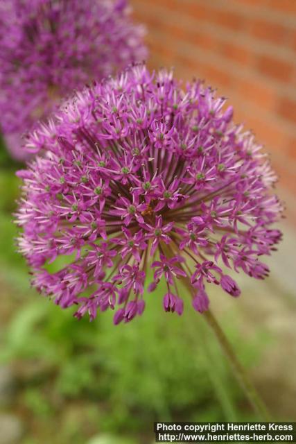 Photo: Allium aflatunense 5.