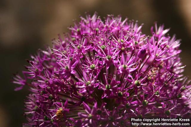 Photo: Allium aflatunense 8.