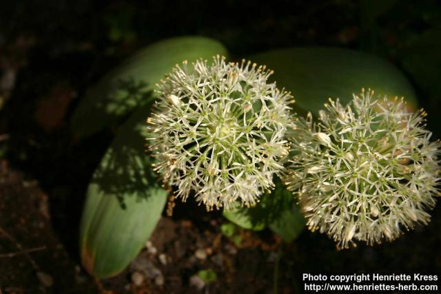 Photo: Allium karataviense 8.