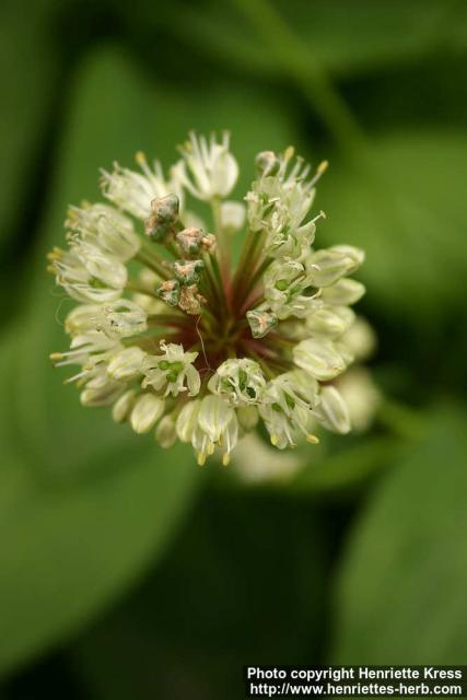 Photo: Allium victorialis 1.