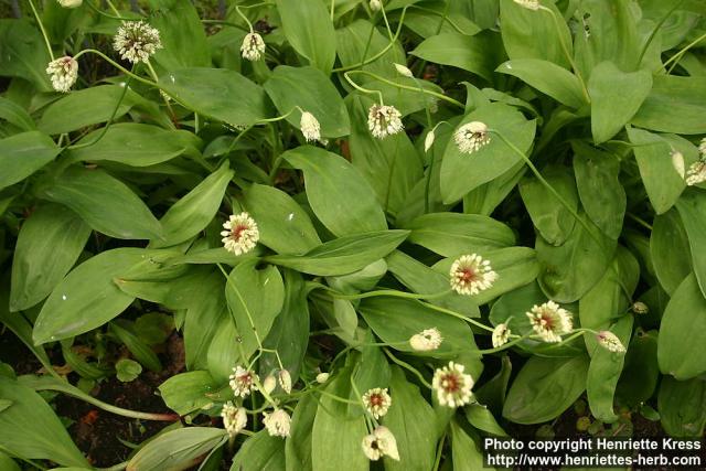 Photo: Allium victorialis 3.