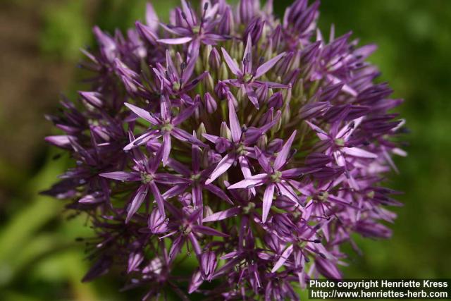 Photo: Allium 8.