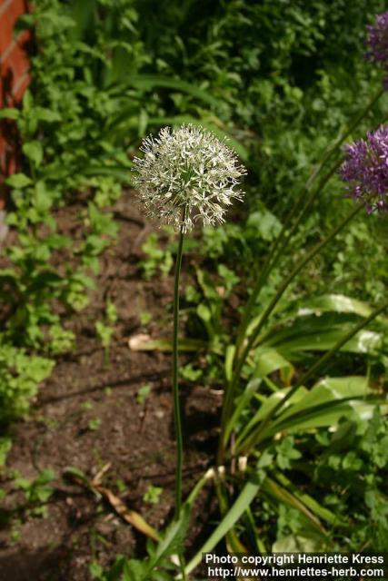 Photo: Allium stipitatum 0.