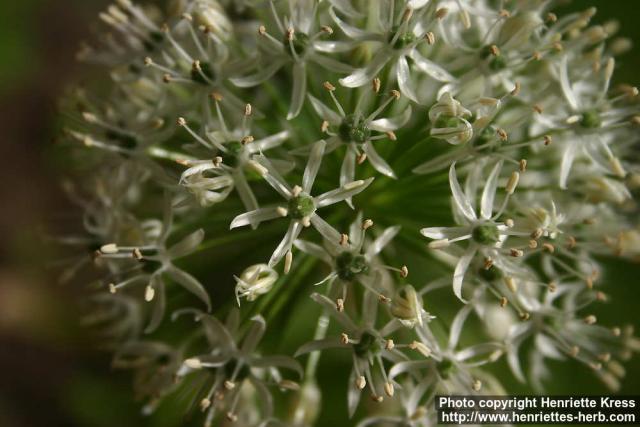 Photo: Allium stipitatum 1.