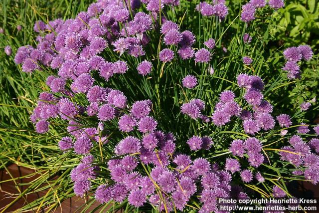 Photo: Allium schoenoprasum 14.