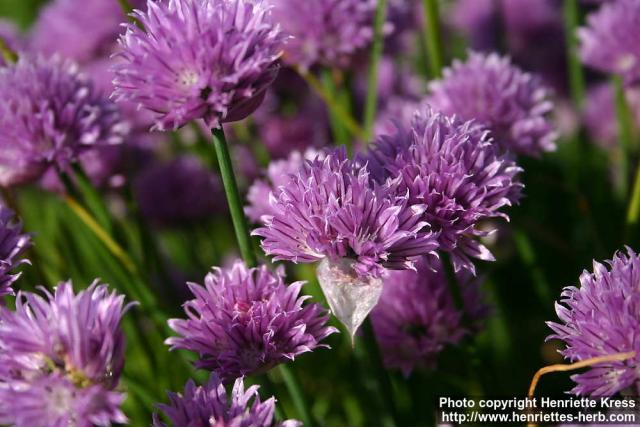 Photo: Allium schoenoprasum 15.