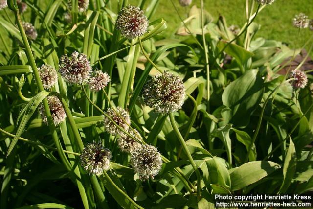 Photo: Allium victorialis 4.