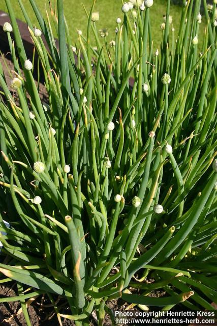 Photo: Allium fistulosum 4.