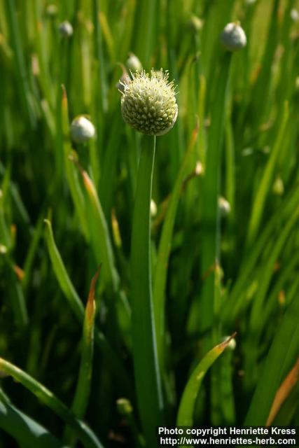 Photo: Allium fistulosum 5.