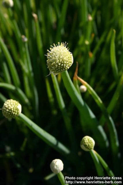 Photo: Allium fistulosum 6.