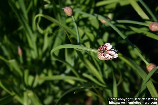 Photo: Allium tuberosum 13.