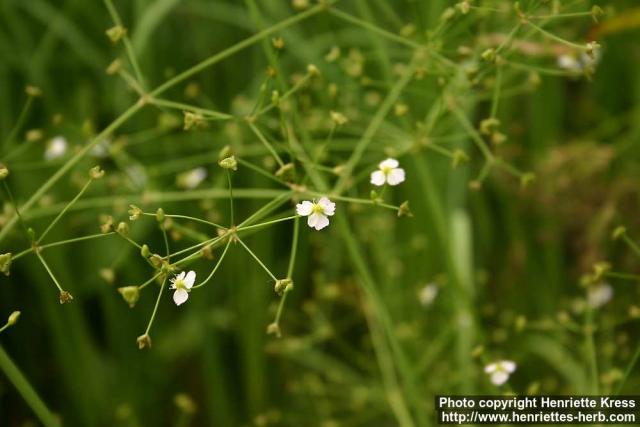 Photo: Alisma plantago-aquatica 6.