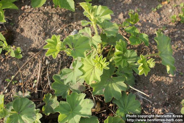 Photo: Alchemilla mollis 5.