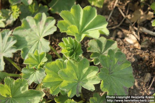 Photo: Alchemilla mollis 6.