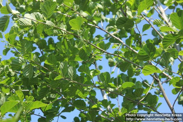 Photo: Alnus glutinosa 23.