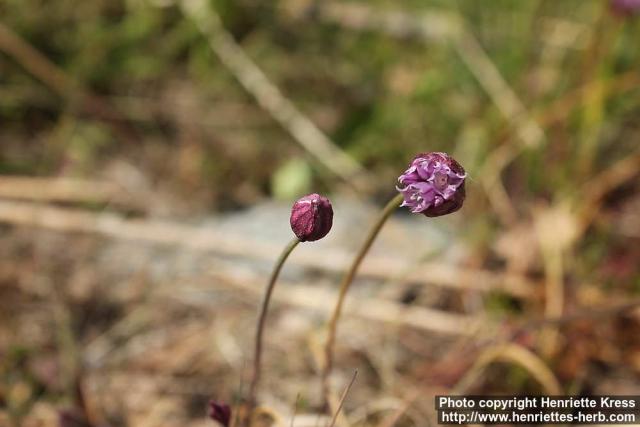 Photo: Allium schoenoprasum 17.