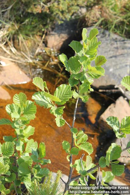 Photo: Alnus glutinosa 24.