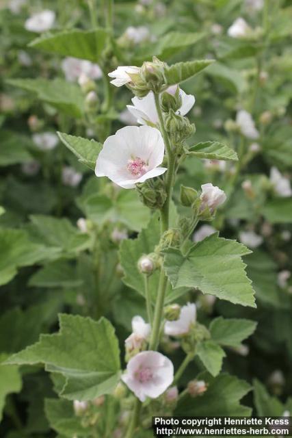 Photo: Althaea officinalis 16.