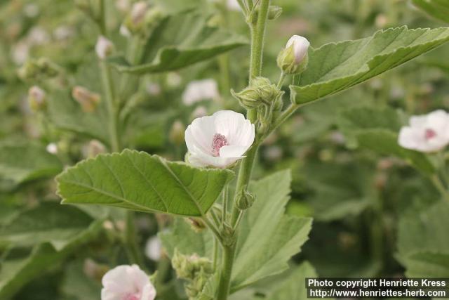 Photo: Althaea officinalis 17.