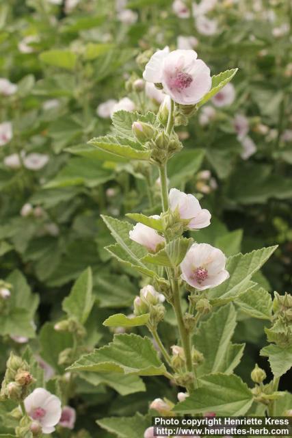 Photo: Althaea officinalis 18.