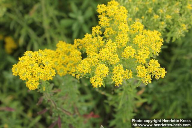 Photo: Alyssum murale 2.