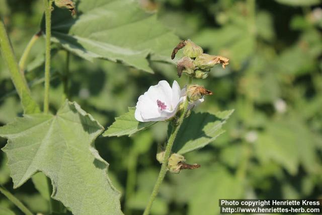 Photo: Althaea officinalis 19.