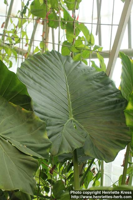 Photo: Alocasia macrorrhizos 0.