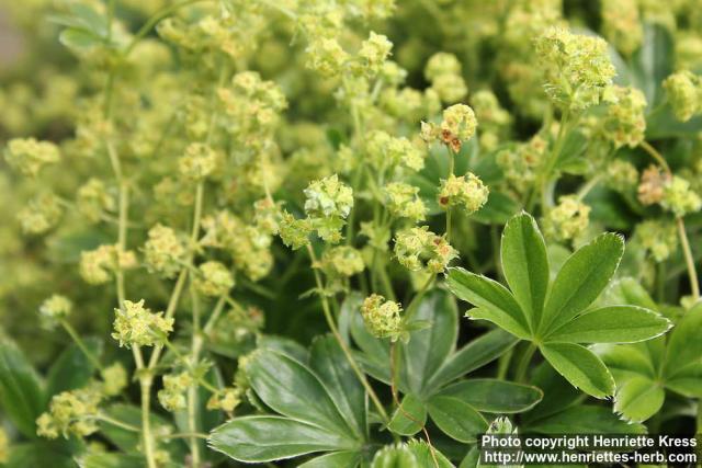 Photo: Alchemilla alpina 7.